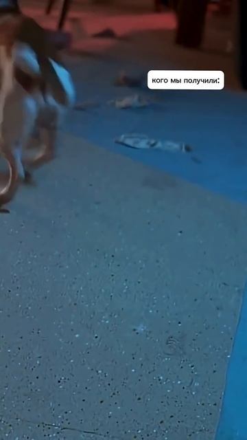 ожидание/реальность  #собака #джекрасселтерьер #jackrussellterrier #прикол #маска #юмор #мем