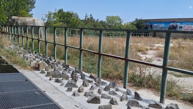 Крым. Парк львов "Тайган".