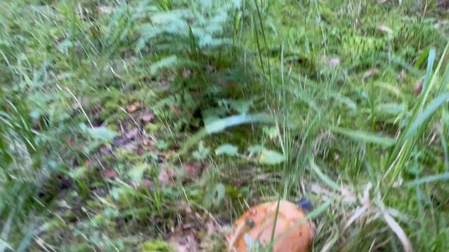 Идем за грибами. Белые. Август 2025. Тверская область.