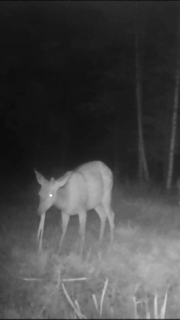 Ночные гости на даче