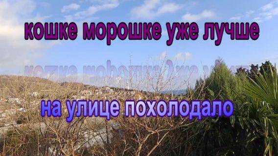 № 922 кошке Морошке уже лучше // на улице похолодало