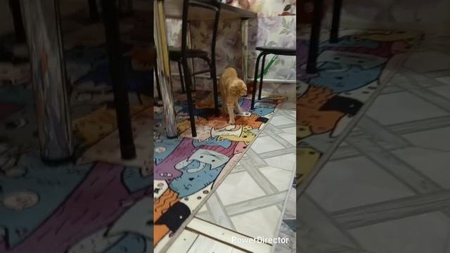 уборка огорода //схватки с богомолами//внучок//выступления//почему уходим с тренировки?//