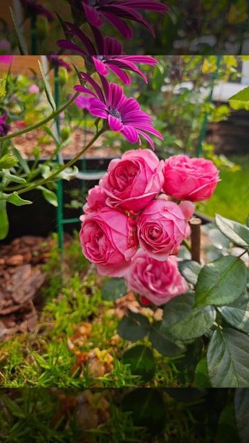 Моё лето 2025г