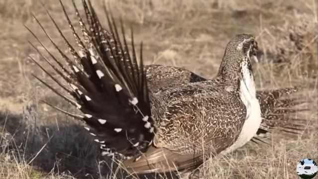 Шалфе́йный те́терев Centrocercus urophasianus