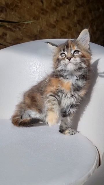 Iriska Mos Lakshestar котенок мейн кун 1 месяц 19 дней.