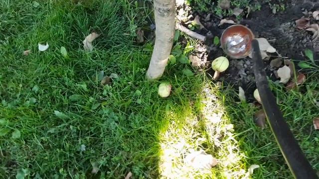 Чем быстро и легко собирать яблоки?🤔🍎👍