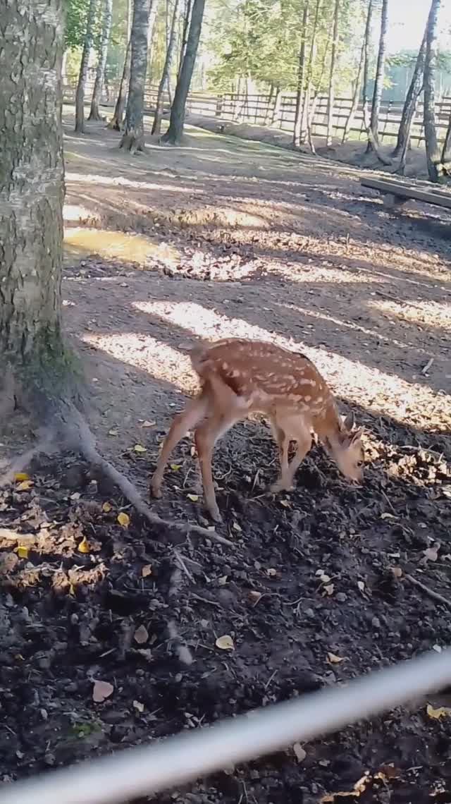 Вольерный комплекс на Лосиной биостанции, Лосиный остров 30.08.2025