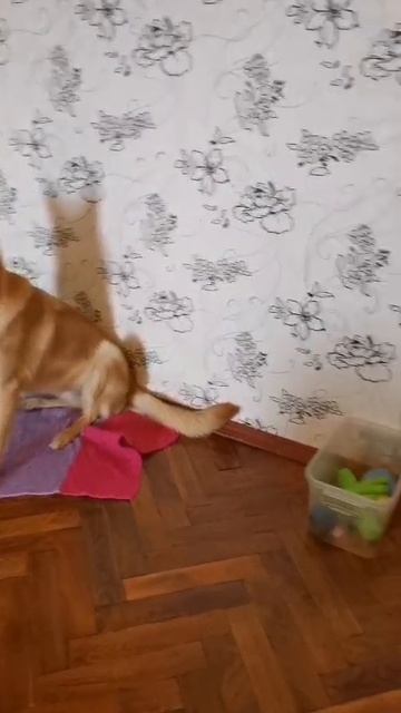 Учим цвета 