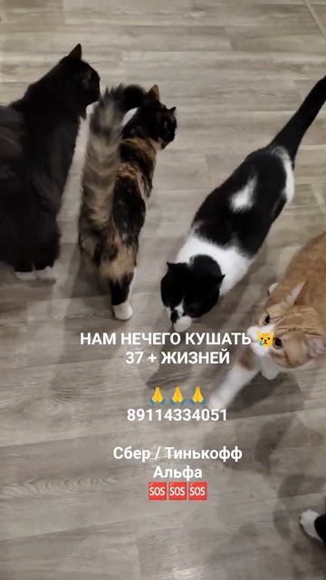 ПОМОГИТЕ КОТИКАМ 🙏🆘