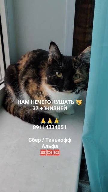 37 ЖИЗНЕЙ НУЖДАЮТСЯ В КОРМАХ 🙏🆘