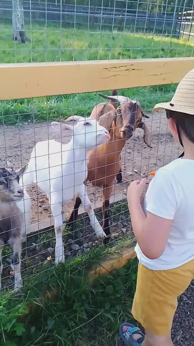 Вольерный комплекс на Лосиной биостанции, Лосиный остров 30.08.2025