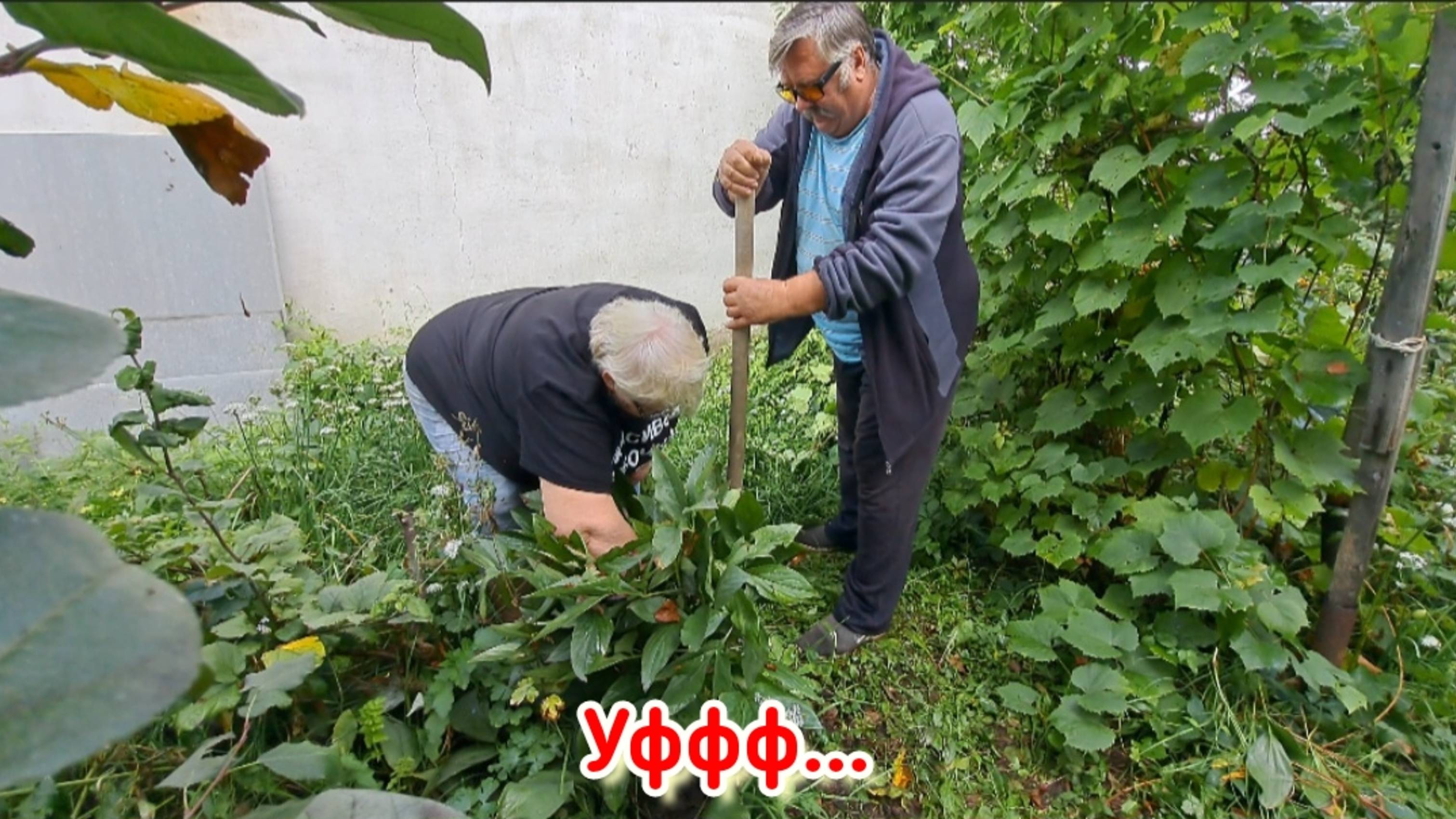 Выкопали пион. Как разделить пион на деленки.