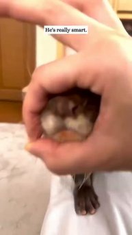 Детёныши выдры 👌😍🥰❤️🤩