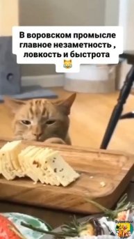 Клип @meowtaverse