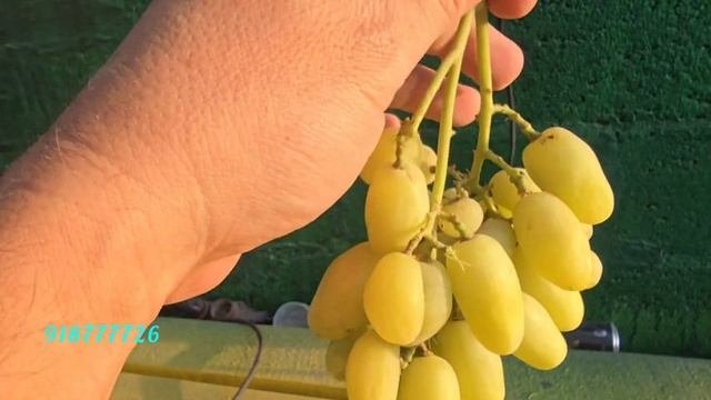БАНАНАС АҶОИБ АНГУР
ВАТСАП 
https:wa.me992918777726
тел:935191414
