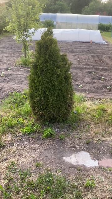 «Золотой Корень» - дача.