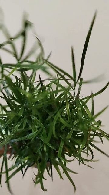 Замиокулькас - прекрасное, неприхотливое растение 👉 Plantsnn