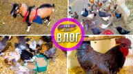 Козёл теперь НЕ СМОЖЕТ, хотя вероятно УЖЕ УСПЕЛ! С Яной на ферме: курочки, цыплята, индюки, ласточки