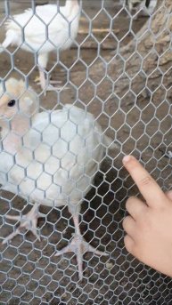 забаррекодировали 😁