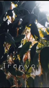 НЕТТТТ ПЕРВОЕ СЕНТЯБРЯЯЯЯ ПОАООААОАООААО НЕЕЕЕТ