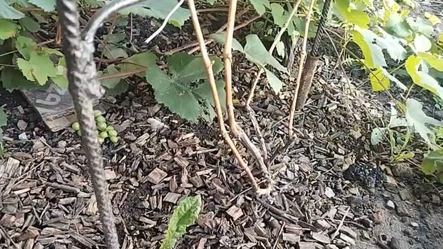 Выращивание столового винограда в условиях Подмосковья