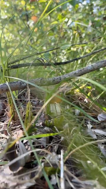 в поисках Грибов