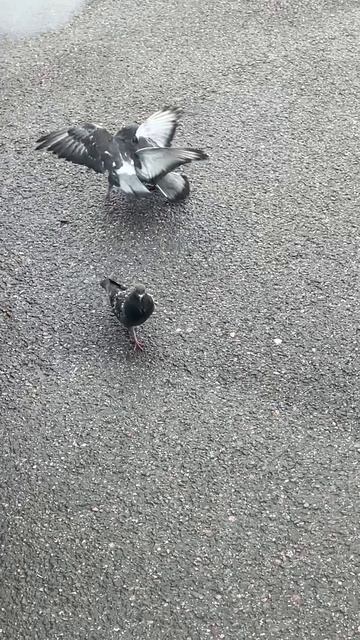 Драка голубей