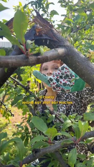 Можно ли перенести зимнюю обрезку деревьев?