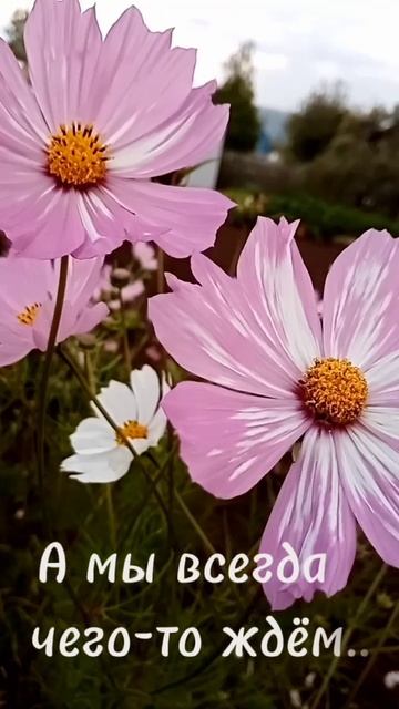 Сентябрь,здравствуй☕