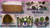 Посылка в пути 2 недели. Кто выжил?