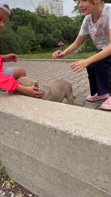 Щенок булли - интерес к людям 🤭