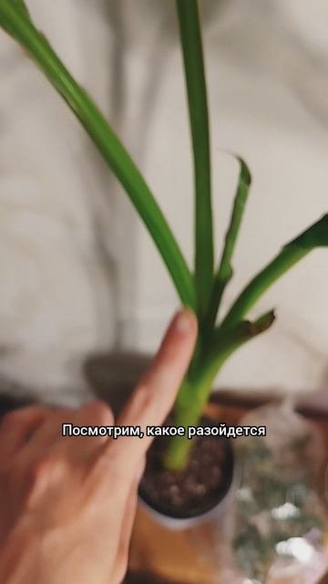 Спасение бананов / Реанимация сильно погрызанных клещем  бананов