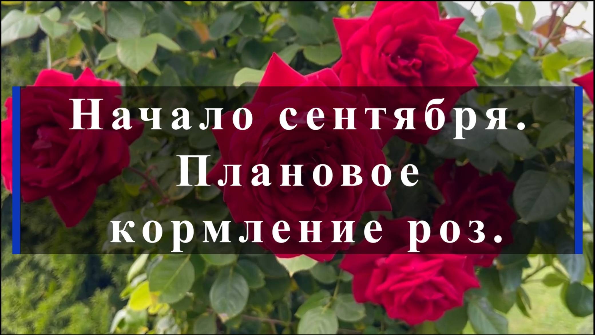 Начало сентября. Плановое кормление роз.