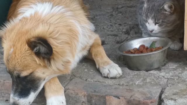 Пёс есть, кот просто смотрит