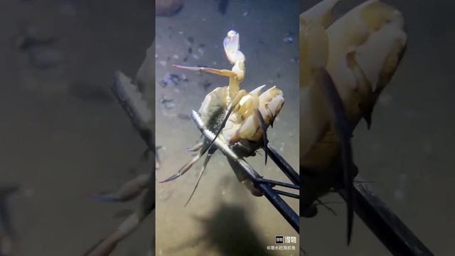 🦀  краб