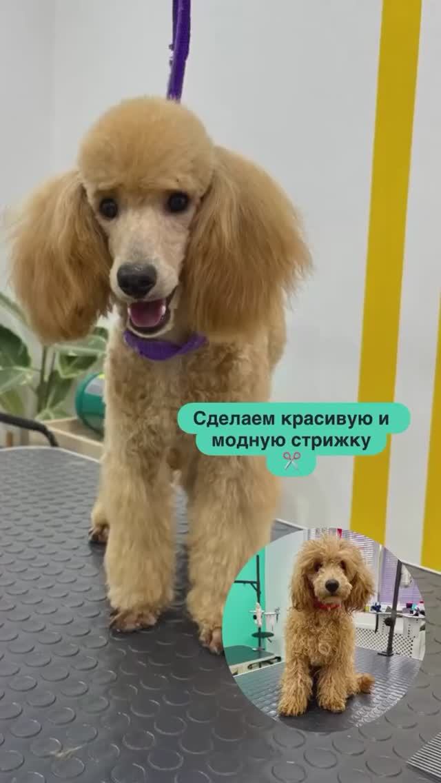 Стрижка собак и кошек в Пензе. Сеть груминг-салонов «Шерстюли»