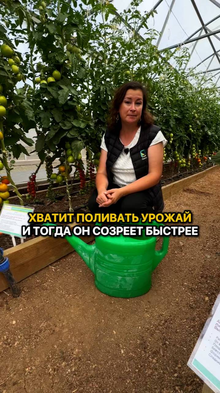 Как поливать овощные культуры в конце сезона?