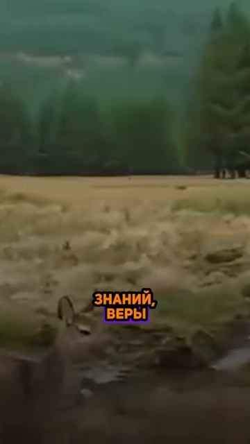 Знания милость Аллаха, которую мы не осознаем в полной степени! Шейх Салих Аль-Усайми