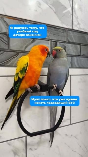 В SHKOLA мы готовим к поступлению без стресса и с гарантированным результатом
