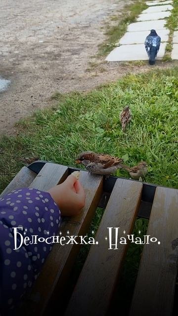 Воробушки
