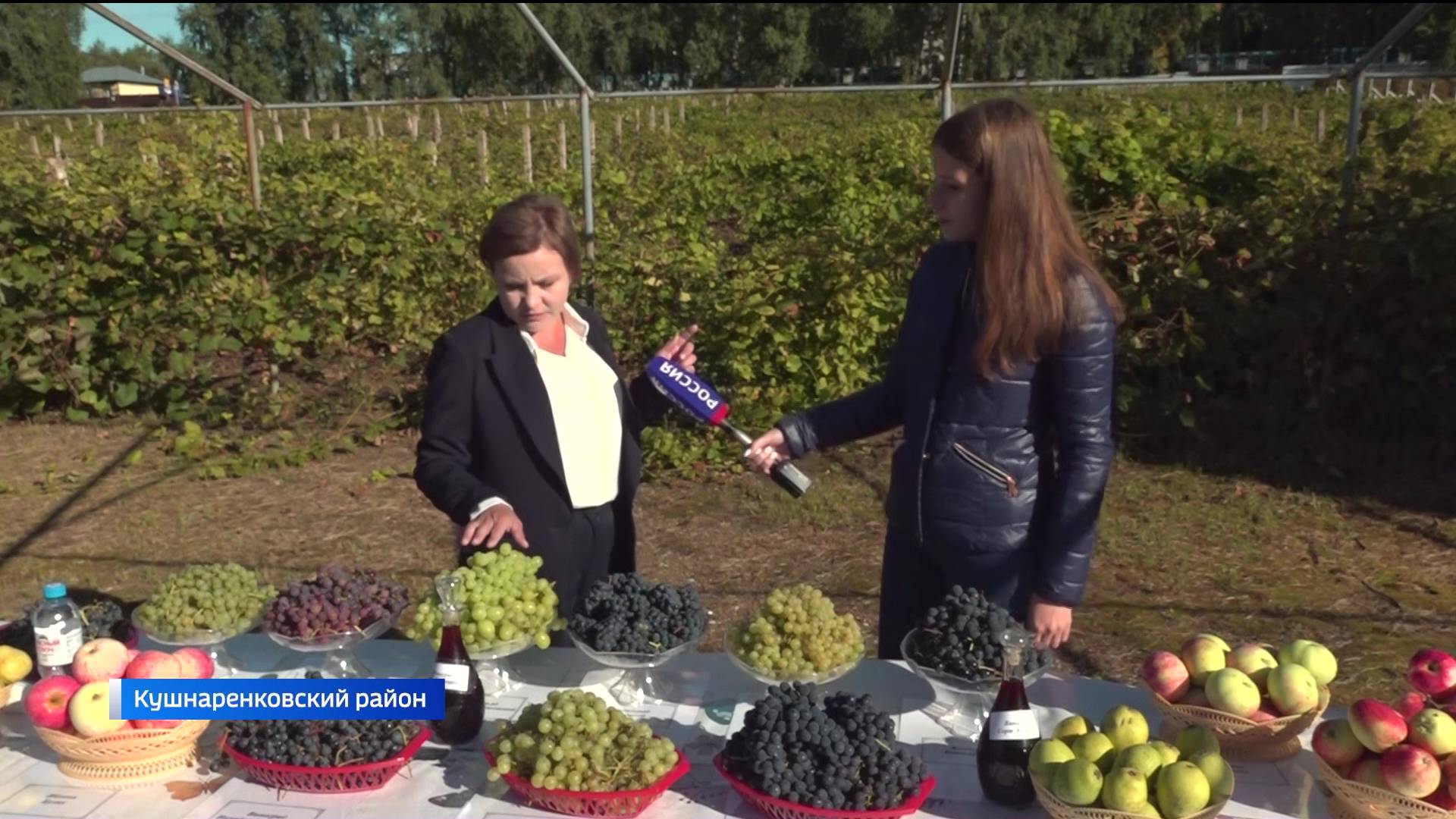 «Вести» выяснили, каким будет урожай винограда в Башкортостане в 2025 году