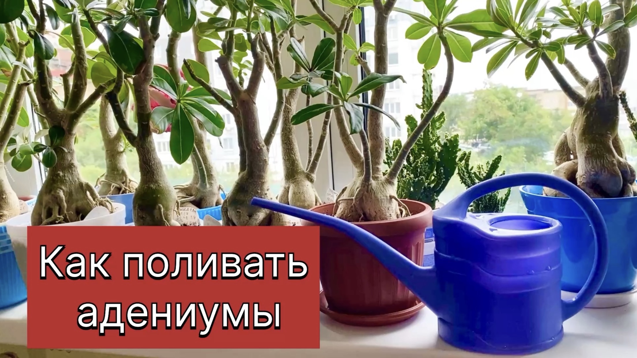 Все о поливе адениумов в одном видео. Как я поливаю все свои растения. 1.09.25 г.