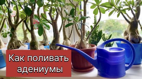 Все о поливе адениумов в одном видео. Как я поливаю все свои растения. 1.09.25 г.