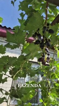 НАШЕСТВИЕ ОСИНОЙ БАНДЫ🐝🐝🐝