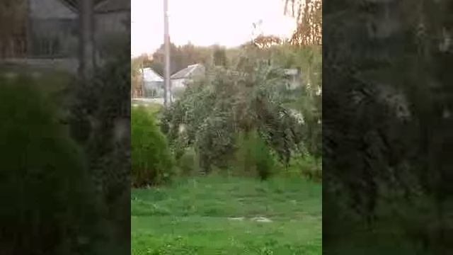 Цвета травли за 2дня вчера красный сегодня белый.