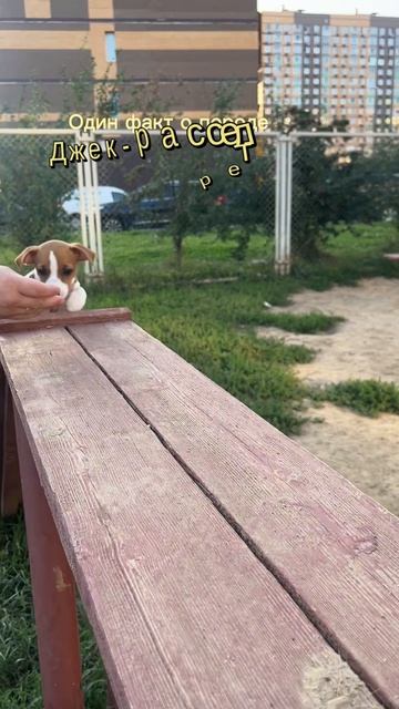 Такая маленькая, а уже на взрослой площадке🤭🐶