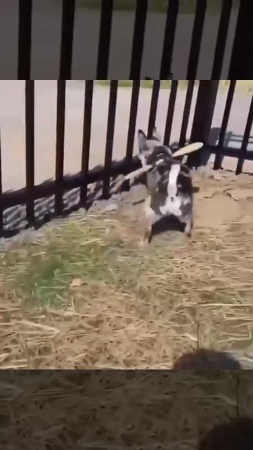 Новый вид бабочки😁))