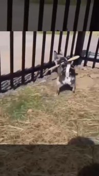 Новый вид бабочки😁))