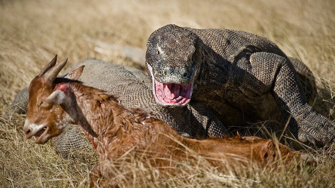 Самые большие хищники нашей планеты!