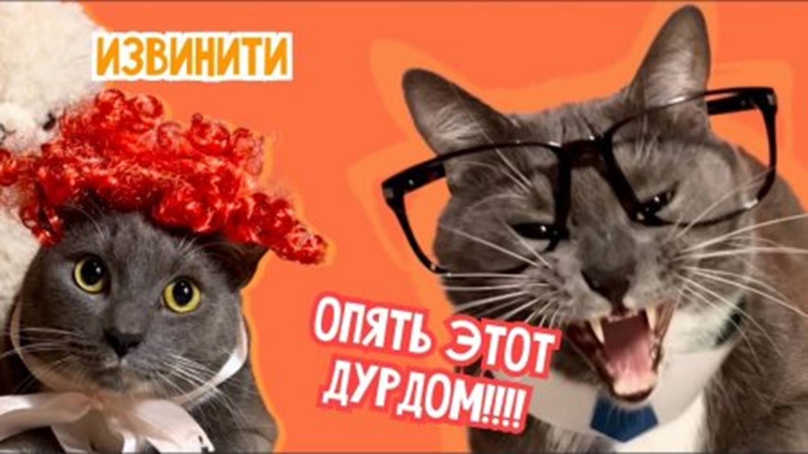 котики в школе 1 сентября